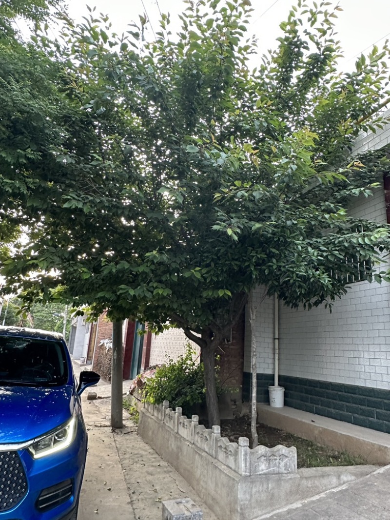 樱花
