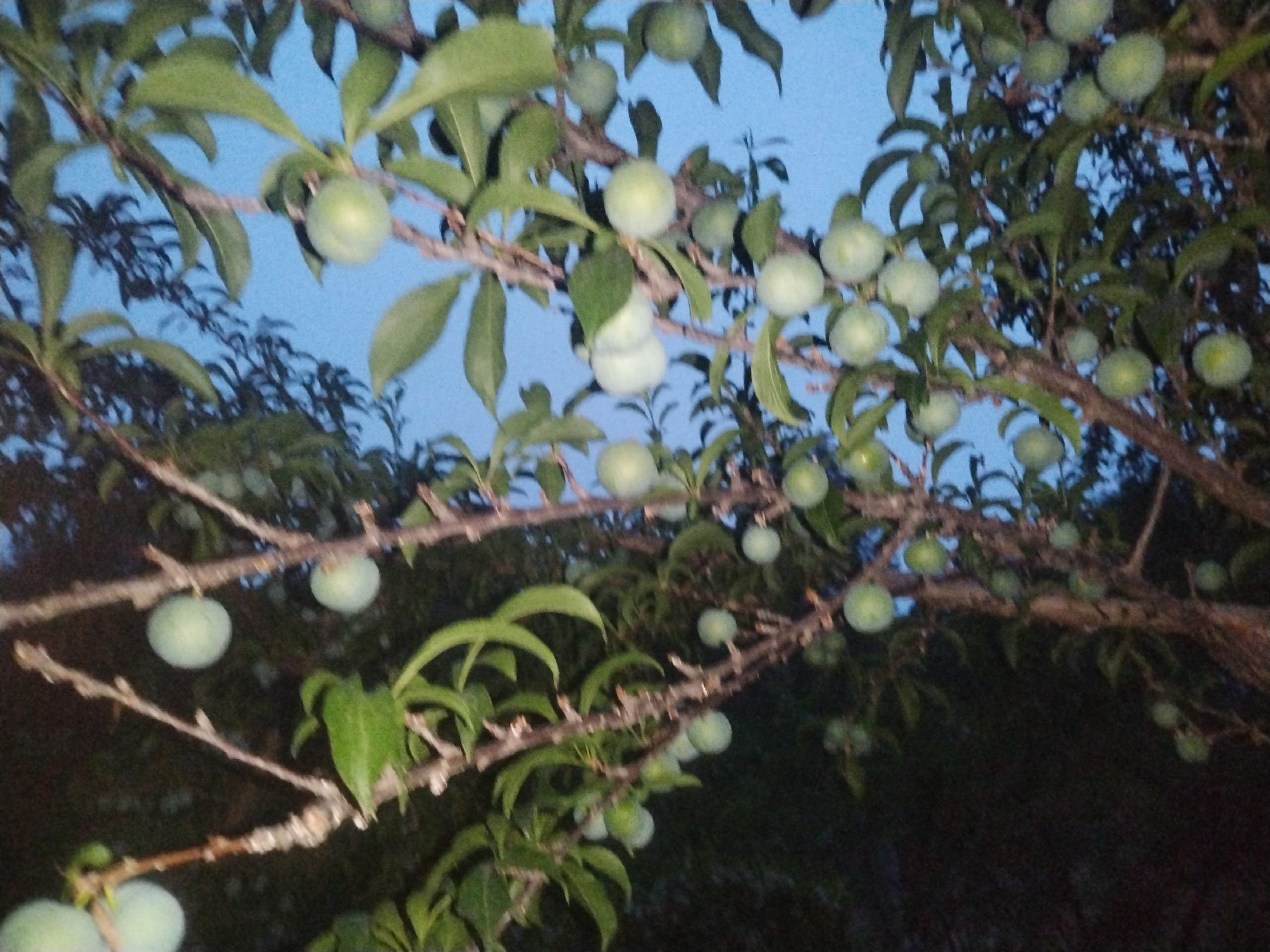 蜂糖李果园采摘场景