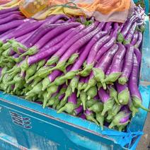 【精品】紫线茄长茄货源充足品质对接全国客商