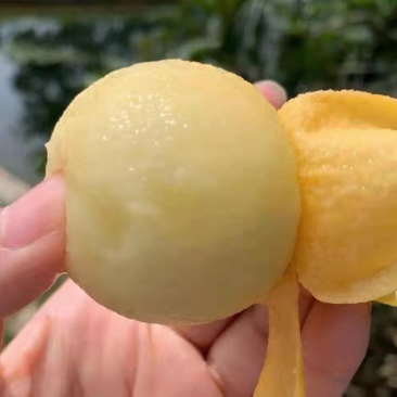 东山白玉枇杷