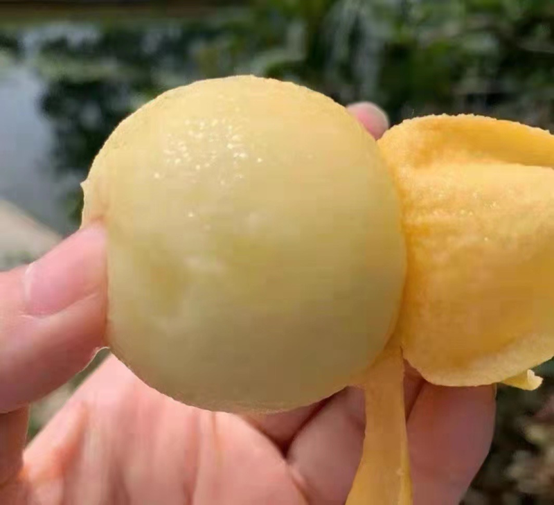 东山白玉枇杷
