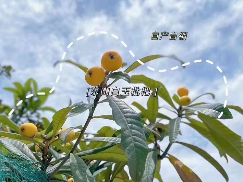 东山白玉枇杷