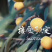 东山白玉枇杷