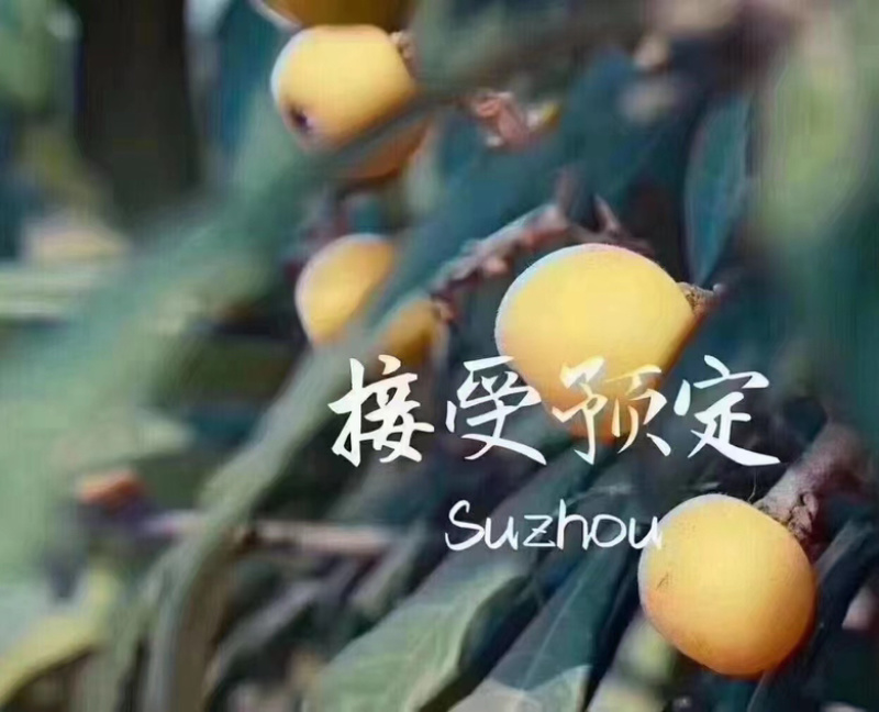 东山白玉枇杷