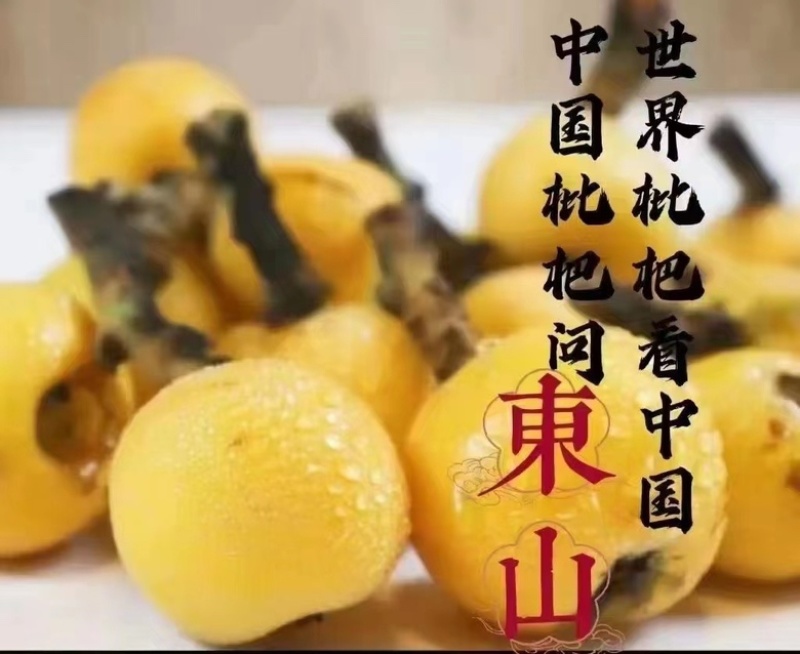 东山白玉枇杷