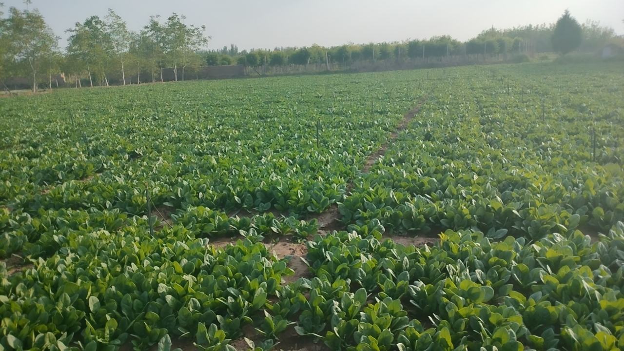 绿叶蔬菜农场种植实景图