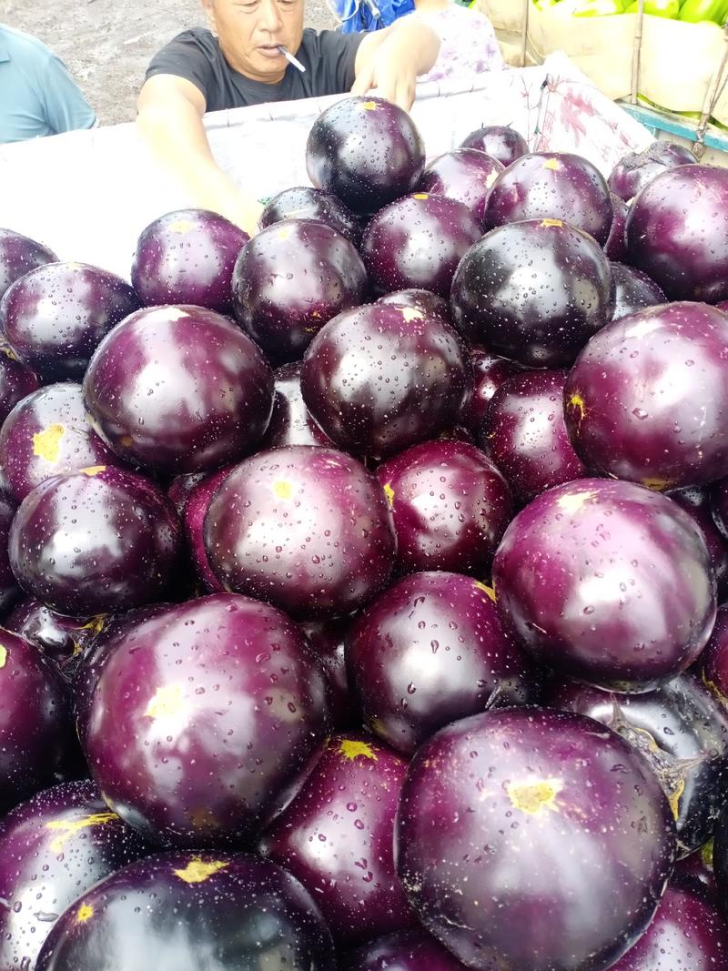 精品紫光茄产地直供质量保证一手货源代发全国