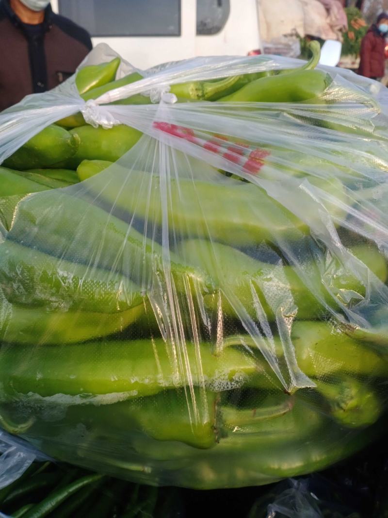 精品青皮尖椒大量供货产地直供一手货源质量保证