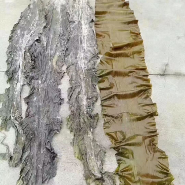 海带皮海带丝山东大海带福建海带王干货