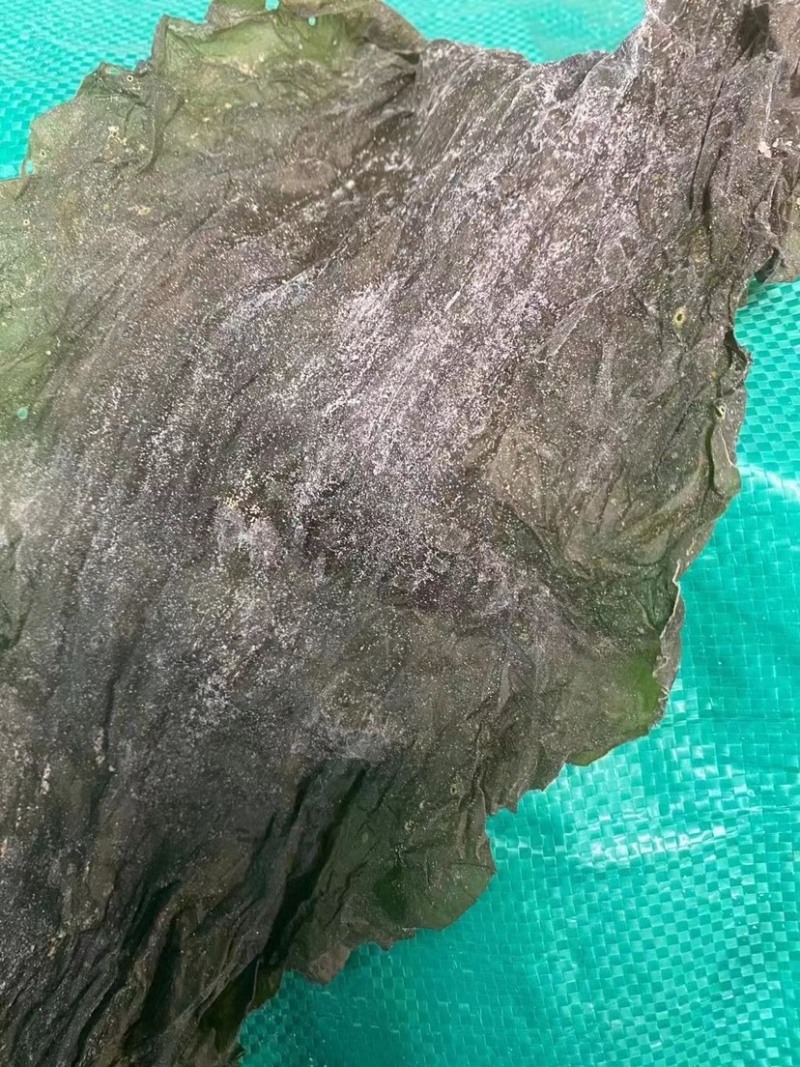 海带皮海带丝山东大海带福建海带王干货