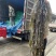 海带皮海带丝山东大海带福建海带王干货