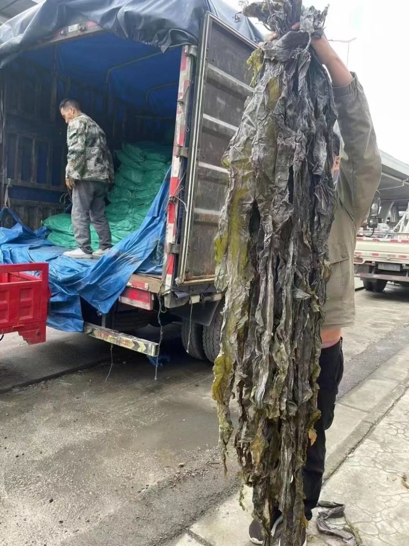 海带皮海带丝山东大海带福建海带王干货