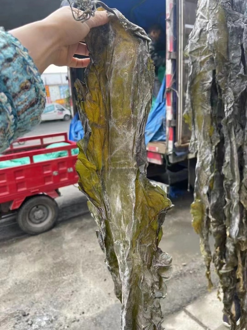 海带皮海带丝山东大海带福建海带王干货