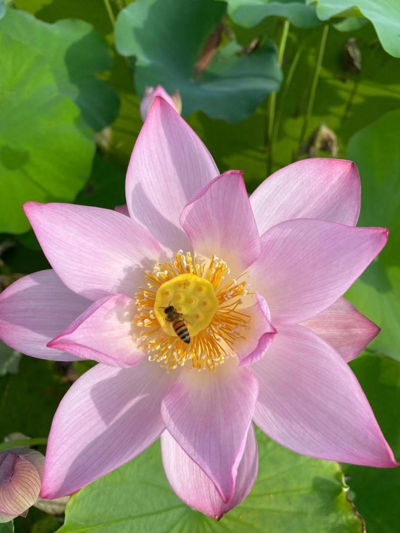 上海水果莲蓬，嫩莲蓬大量上市发货，基地直供青莲蓬