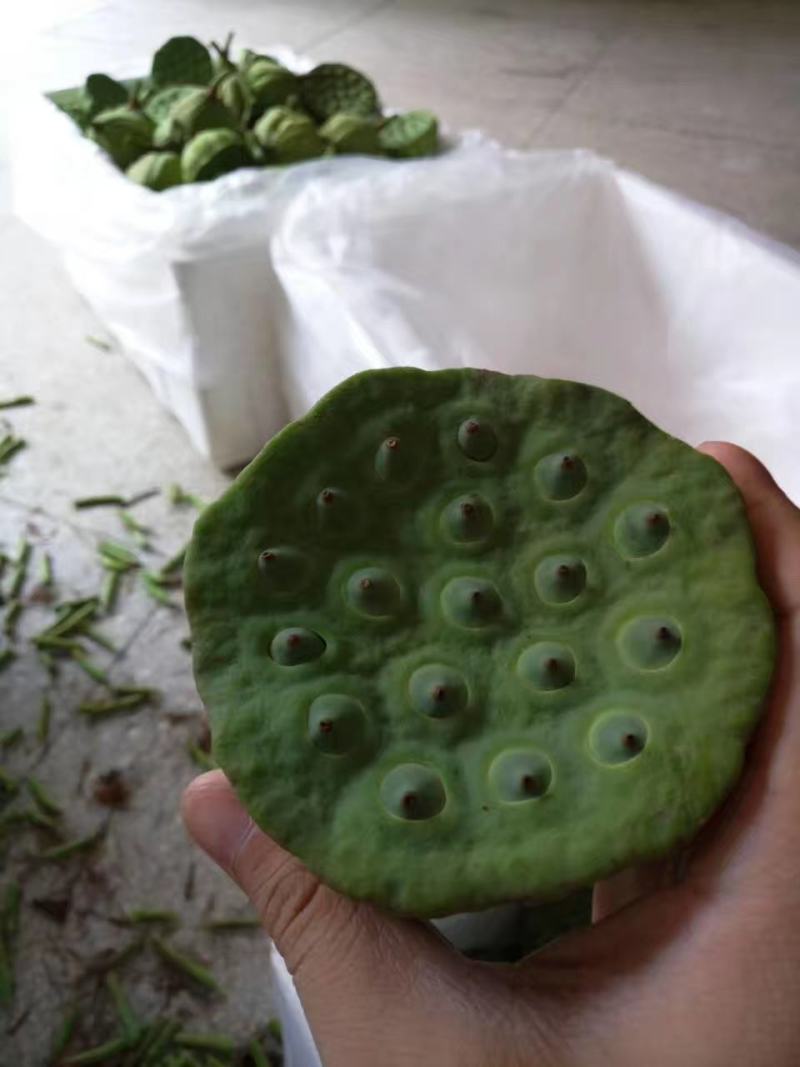 上海水果莲蓬，嫩莲蓬大量上市发货，基地直供青莲蓬