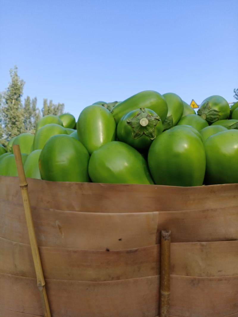 精品青茄无籽大量现货产地直供质量保证代发全国