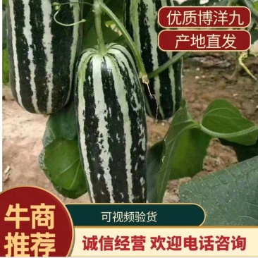 陕西蒲城博洋九号甜瓜皮薄脆甜糖度高瓜型好大量供应中