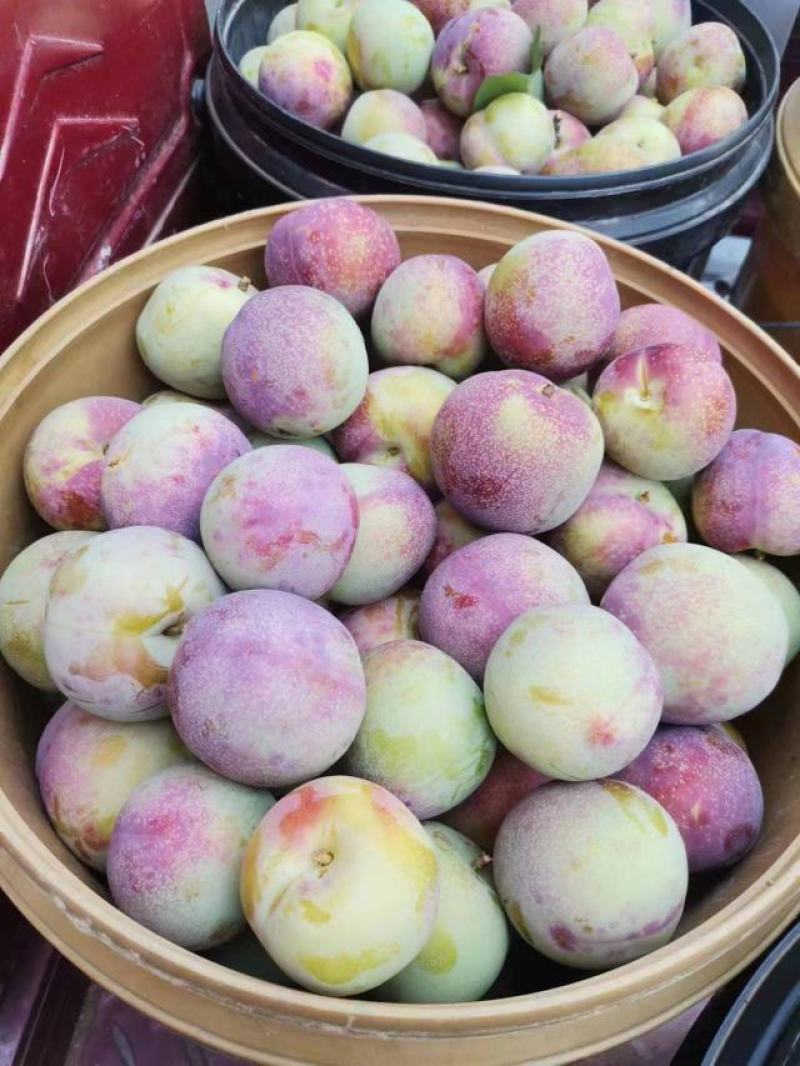 【推荐】六月紫李子供应商超档口一手货源量大价优