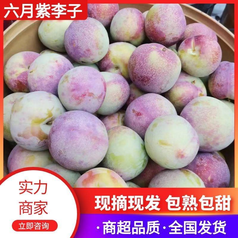 【推荐】六月紫李子供应商超档口一手货源量大价优