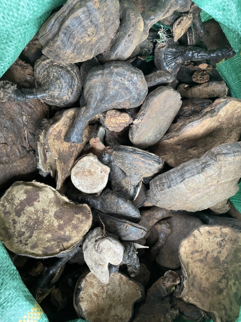 野生马蹄灵芝