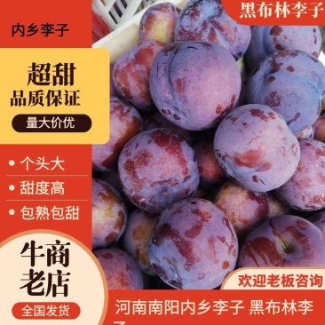黑总统李子供应商超档口,电商,一手货源量大价优