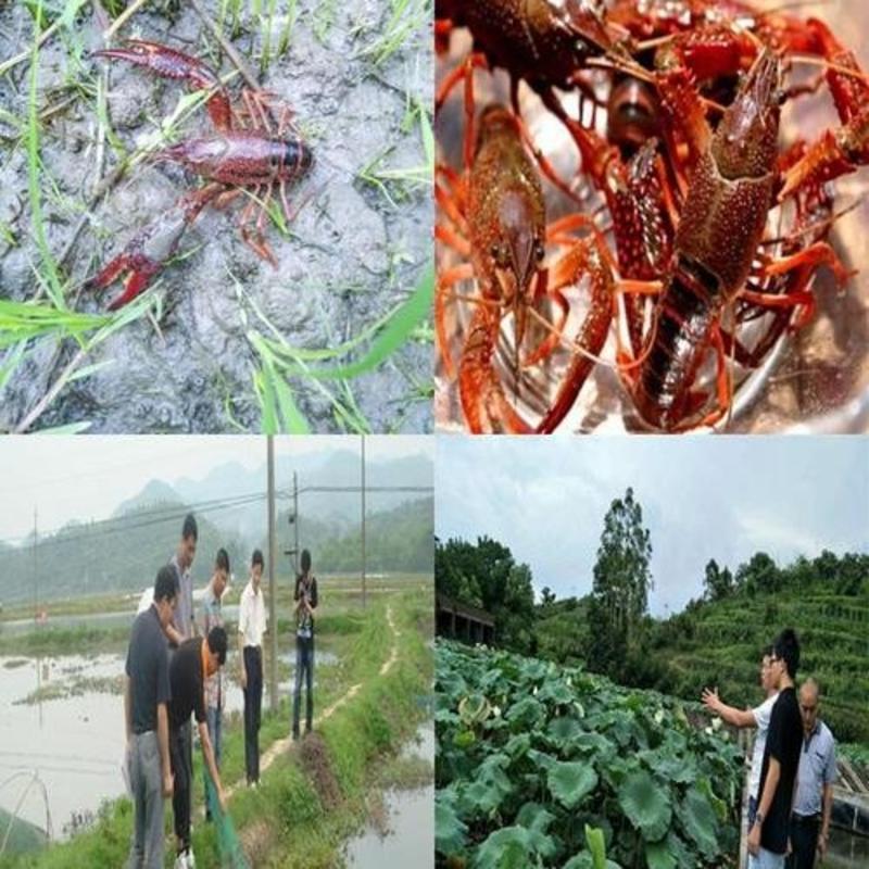 吉林黑龙江优质小龙虾苗-值得信赖的山东实力养殖基地