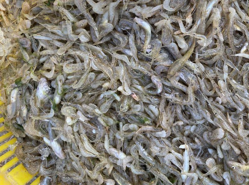 河虾地虾。【东北高山流水冷水虾】A品保障