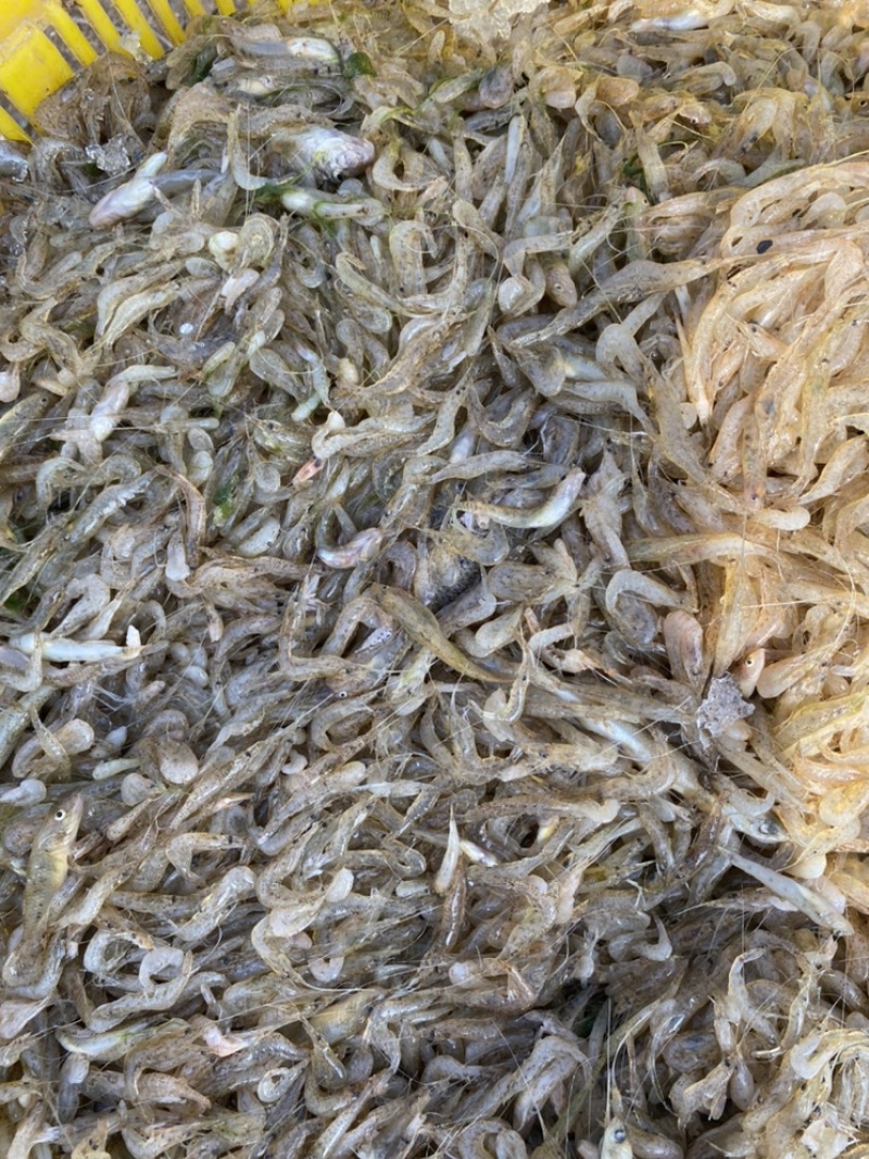 河虾地虾。【东北高山流水冷水虾】A品保障