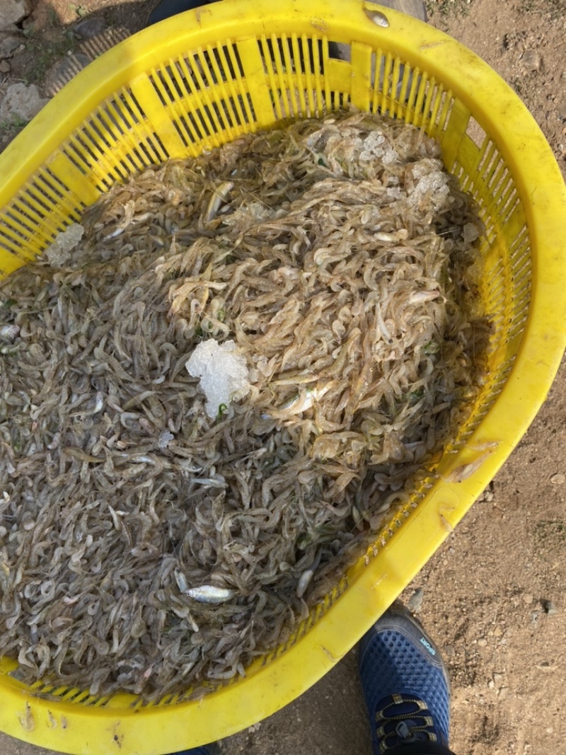 河虾地虾。【东北高山流水冷水虾】A品保障