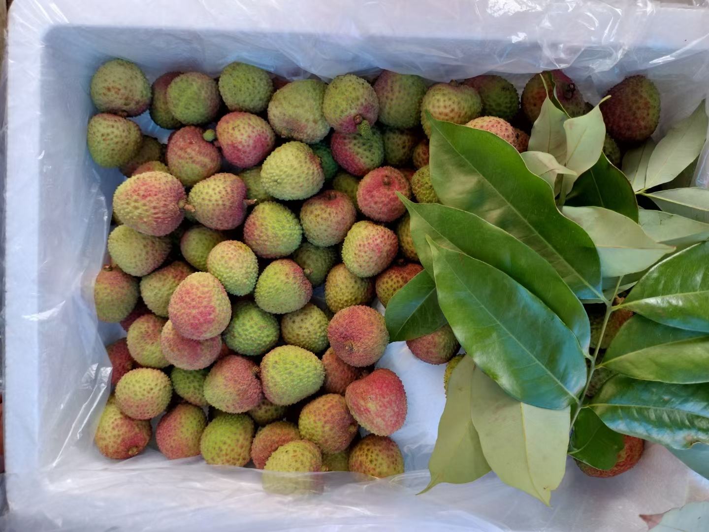 新鲜荔枝果肉与整颗荔枝的特写照片,背景为绿色植物 荔枝果肉与新鲜荔枝特写