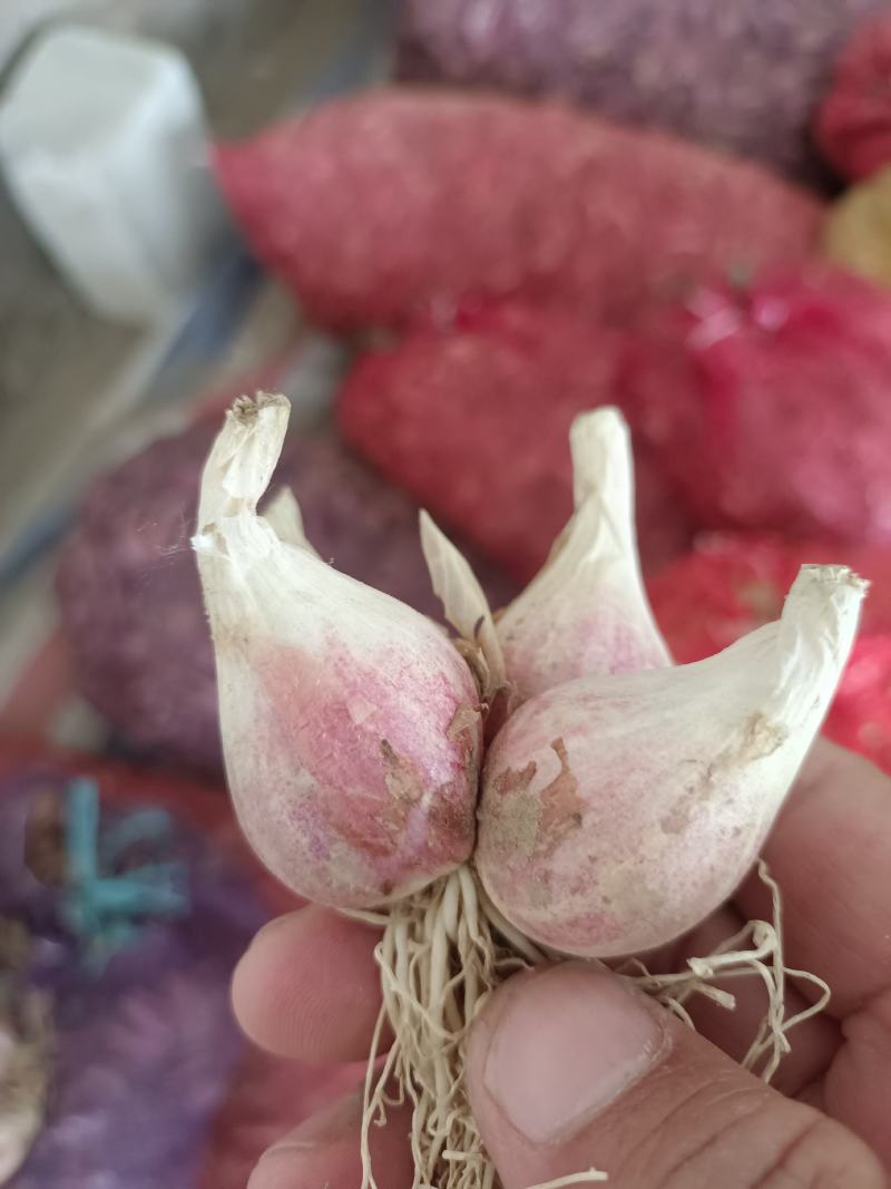 香葱产地直发
