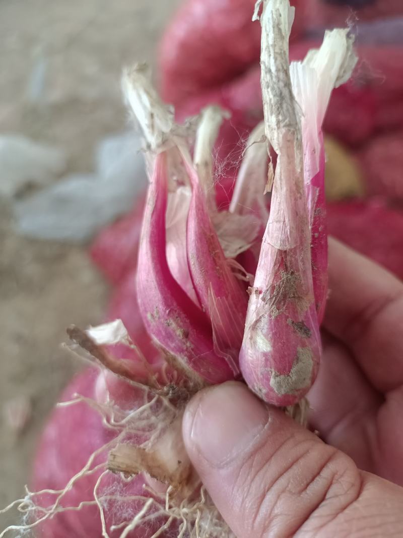香葱产地直发