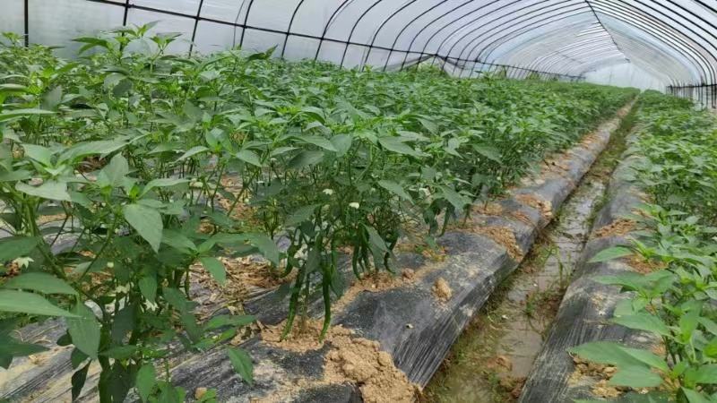 传统黄瓜种植田间景象