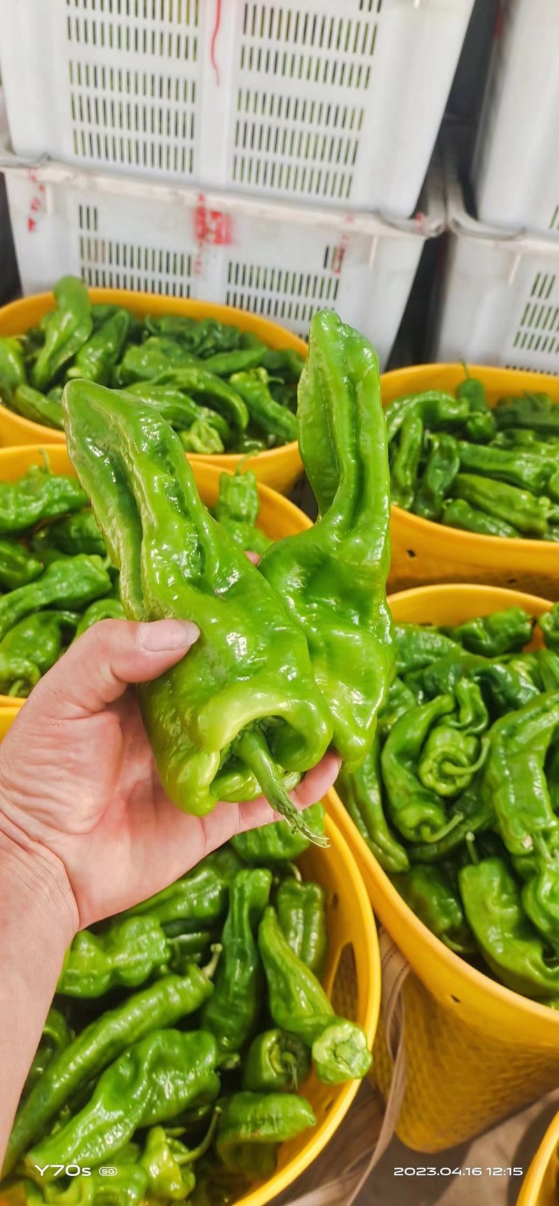 大量有货