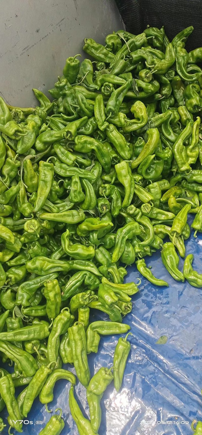 大量有货
