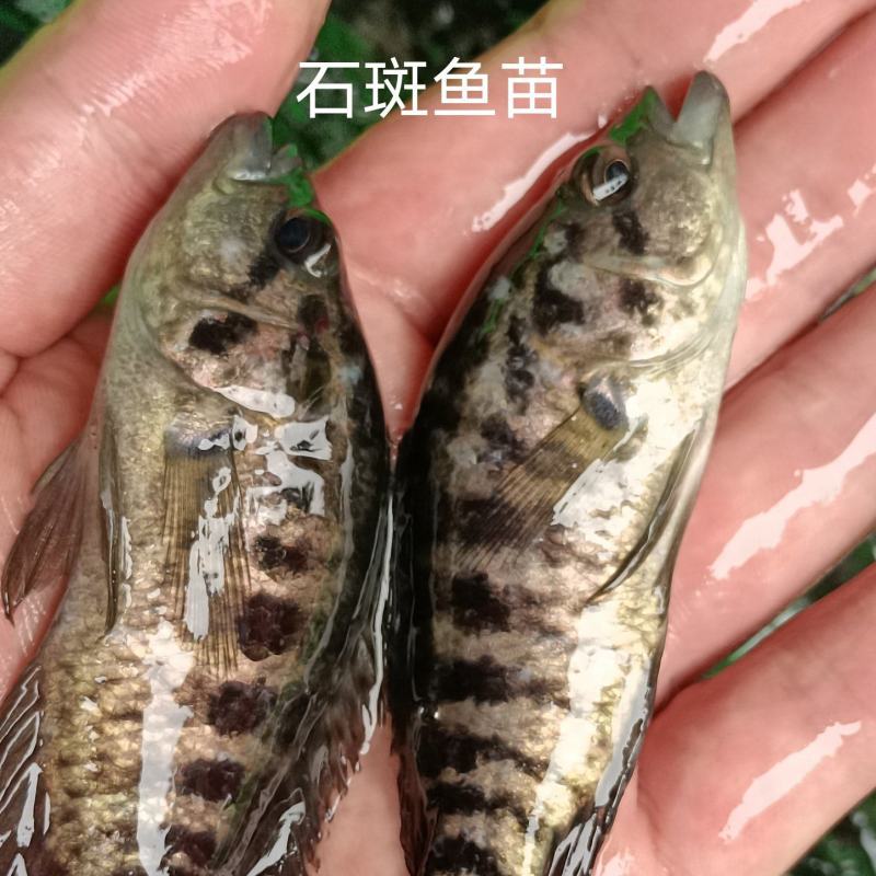 淡水石斑鱼苗，品种优质，量大从优，请放心选购、一手货源