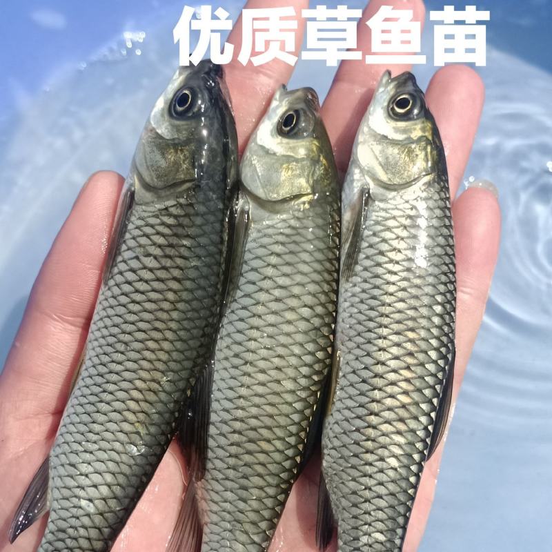 抗病毒强草鱼苗，好养快大优良草鱼，品种有保证，鳞片42