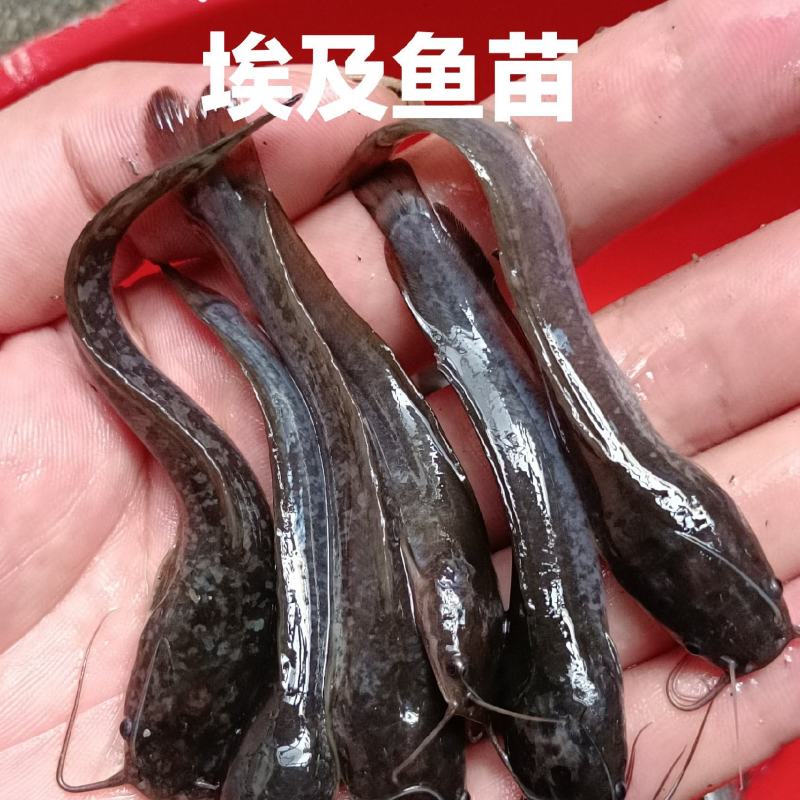 优质杂交良种快大胡子鲶，埃及鱼苗，产地直销，一手货源