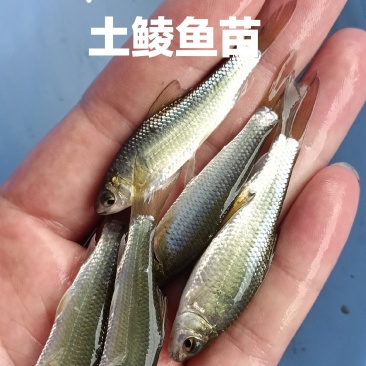 土鲮鱼苗，红眼鲮鱼苗，自产自销，量大从优，可以送货上门