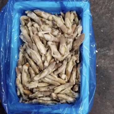 冻剪嘴无沙蛏子肉肉质肥满大量有货欢迎下单