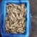 冻剪嘴无沙蛏子肉肉质肥满大量有货欢迎下单
