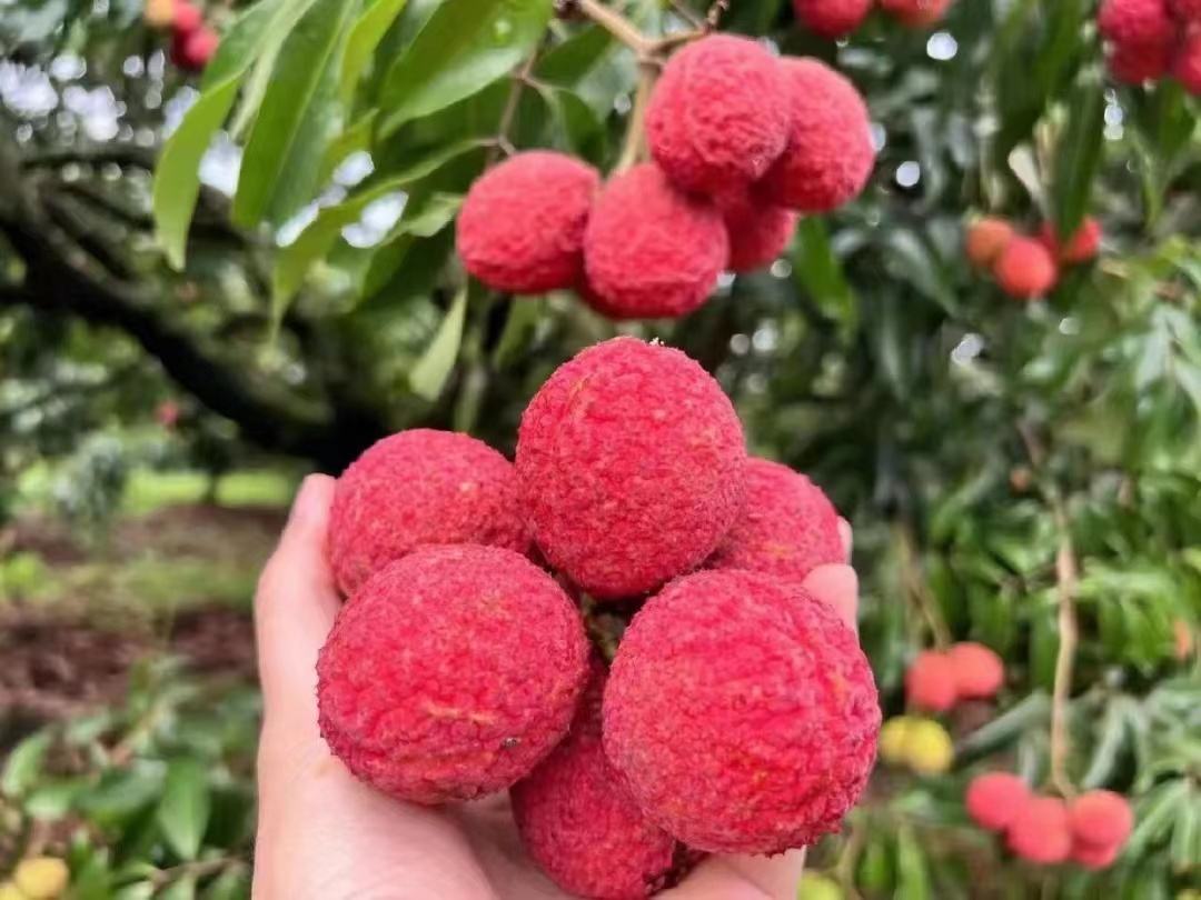 海南无核荔枝果实剖面图