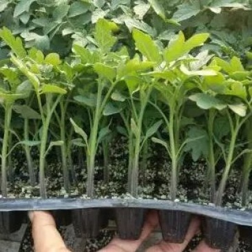 圣女果小番茄