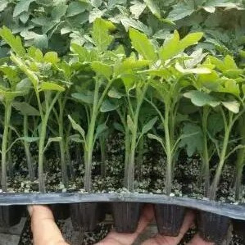 圣女果小番茄