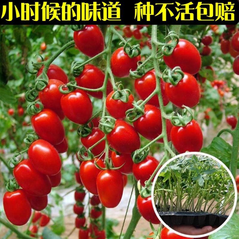 圣女果小番茄