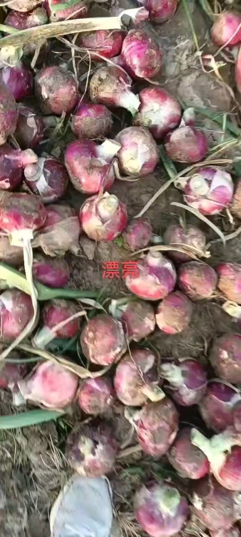 精品紫皮洋葱，二红半高帮大量上市，诚信发往全国各地