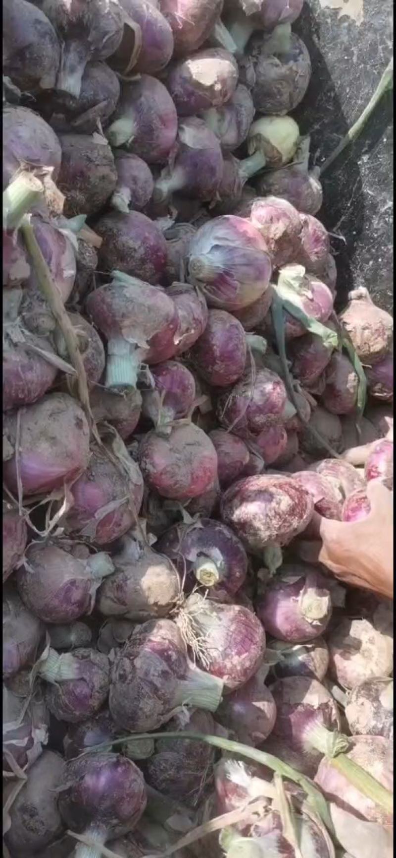 精品紫皮洋葱，二红半高帮大量上市，诚信发往全国各地
