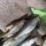 桃花鱼马口鱼鲫鱼鲤鱼鲶鱼