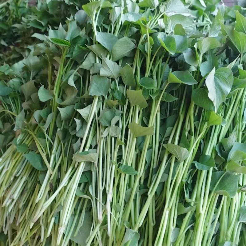 红薯苗