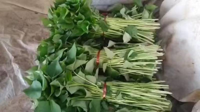 红薯苗